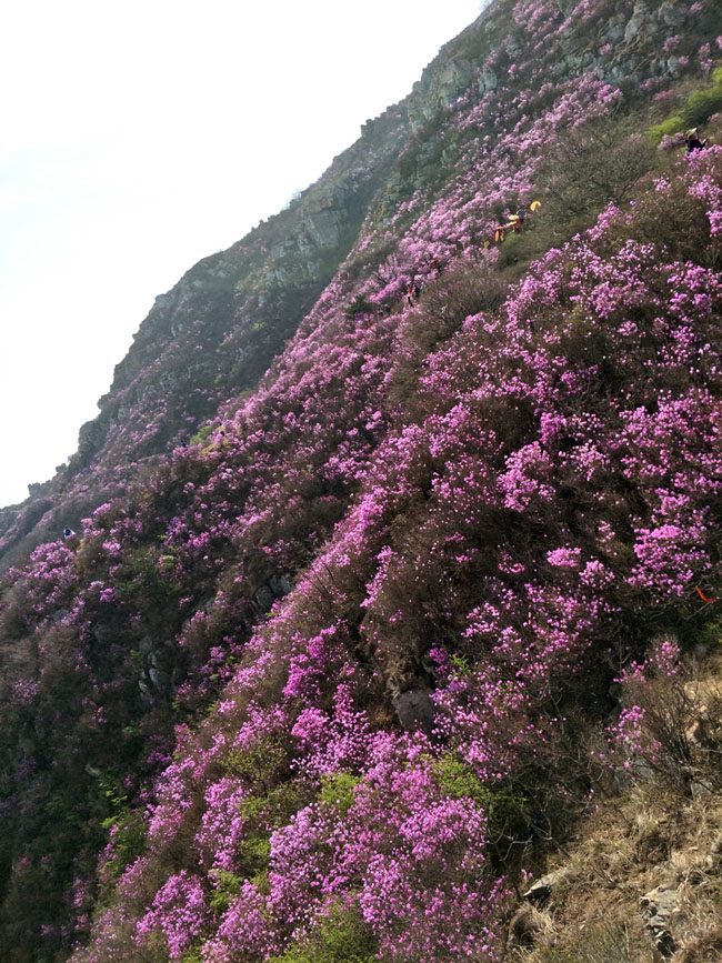 �°�ʤ���š�(�й���)�¹ٷ���վ